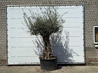 Olijfboom bonsai - olea europaea - ca. 80 jaar oud - hoogte ca. 280 cm - afbeelding 1 van  5