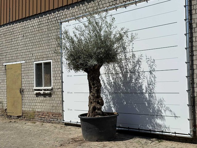 Olijfboom bonsai - olea europaea - ca. 80 jaar oud - hoogte ca. 280 cm - afbeelding 2 van  5