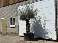 Olijfboom bonsai - olea europaea - ca. 80 jaar oud - hoogte ca. 280 cm - afbeelding 2 van  5