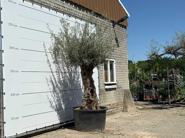 Olijfboom bonsai - olea europaea - ca. 80 jaar oud - hoogte ca. 280 cm - afbeelding 3 van  5