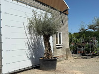Olijfboom bonsai - olea europaea - ca. 80 jaar oud - hoogte ca. 280 cm - afbeelding 3 van  5