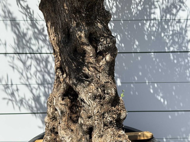 Olijfboom bonsai - olea europaea - ca. 80 jaar oud - hoogte ca. 280 cm - afbeelding 4 van  5