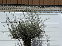 Olijfboom bonsai - olea europaea - ca. 80 jaar oud - hoogte ca. 280 cm - afbeelding 5 van  5