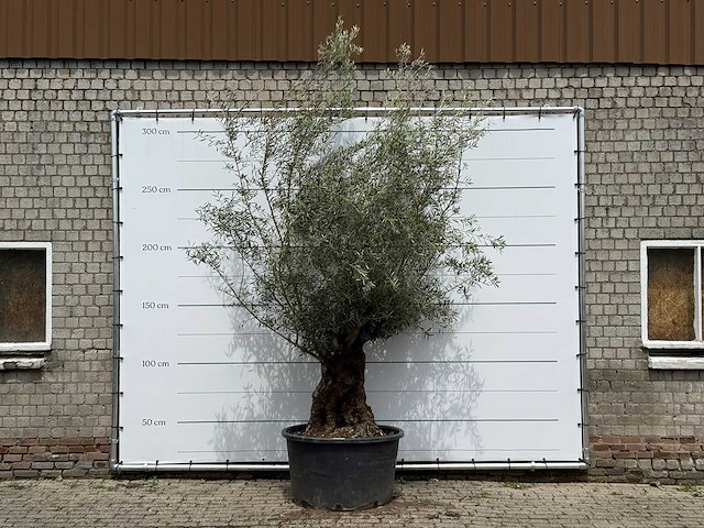 Olijfboom bonsai - olea europaea - ca. 80 jaar oud - hoogte ca. 280 cm - afbeelding 1 van  5