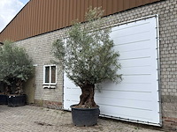Olijfboom bonsai - olea europaea - ca. 80 jaar oud - hoogte ca. 280 cm - afbeelding 2 van  5