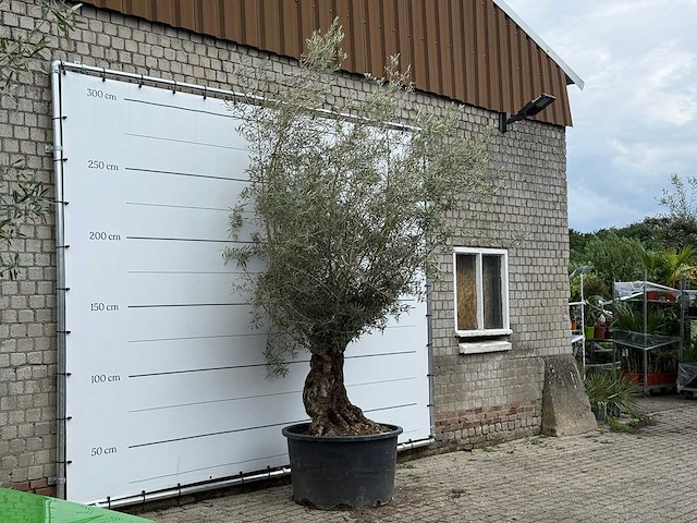 Olijfboom bonsai - olea europaea - ca. 80 jaar oud - hoogte ca. 280 cm - afbeelding 3 van  5
