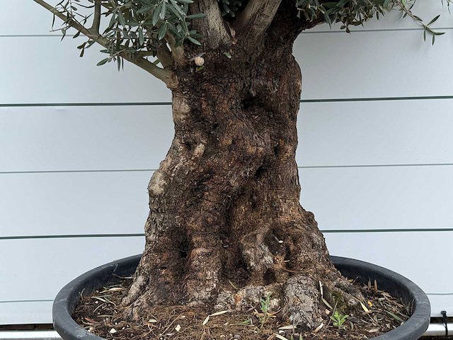 Olijfboom bonsai - olea europaea - ca. 80 jaar oud - hoogte ca. 280 cm - afbeelding 4 van  5