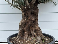 Olijfboom bonsai - olea europaea - ca. 80 jaar oud - hoogte ca. 280 cm - afbeelding 4 van  5