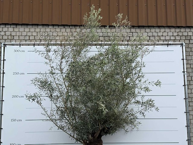 Olijfboom bonsai - olea europaea - ca. 80 jaar oud - hoogte ca. 280 cm - afbeelding 5 van  5