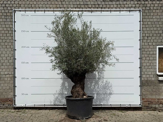 Olijfboom bonsai - olea europaea - ca. 80 jaar oud - hoogte ca. 280 cm - afbeelding 1 van  5