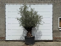 Olijfboom bonsai - olea europaea - ca. 80 jaar oud - hoogte ca. 280 cm - afbeelding 1 van  5