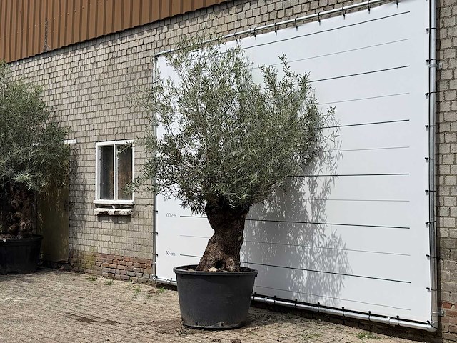 Olijfboom bonsai - olea europaea - ca. 80 jaar oud - hoogte ca. 280 cm - afbeelding 2 van  5