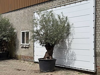 Olijfboom bonsai - olea europaea - ca. 80 jaar oud - hoogte ca. 280 cm - afbeelding 2 van  5