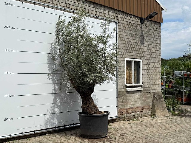 Olijfboom bonsai - olea europaea - ca. 80 jaar oud - hoogte ca. 280 cm - afbeelding 3 van  5