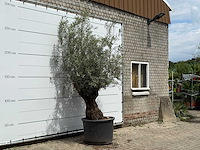 Olijfboom bonsai - olea europaea - ca. 80 jaar oud - hoogte ca. 280 cm - afbeelding 3 van  5
