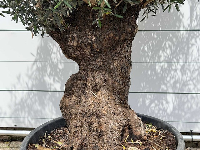 Olijfboom bonsai - olea europaea - ca. 80 jaar oud - hoogte ca. 280 cm - afbeelding 4 van  5