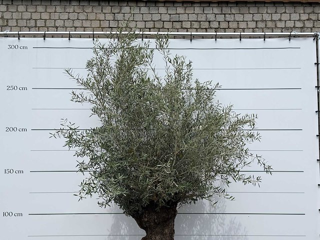 Olijfboom bonsai - olea europaea - ca. 80 jaar oud - hoogte ca. 280 cm - afbeelding 5 van  5