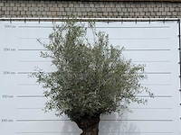 Olijfboom bonsai - olea europaea - ca. 80 jaar oud - hoogte ca. 280 cm - afbeelding 5 van  5