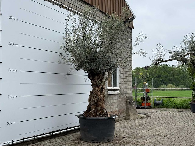 Olijfboom bonsai - olea europaea - ca. 80 jaar oud - hoogte ca. 280 cm - afbeelding 3 van  7