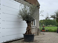 Olijfboom bonsai - olea europaea - ca. 80 jaar oud - hoogte ca. 280 cm - afbeelding 3 van  7