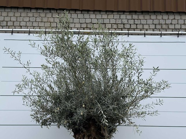 Olijfboom bonsai - olea europaea - ca. 80 jaar oud - hoogte ca. 280 cm - afbeelding 5 van  7