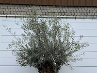 Olijfboom bonsai - olea europaea - ca. 80 jaar oud - hoogte ca. 280 cm - afbeelding 5 van  7