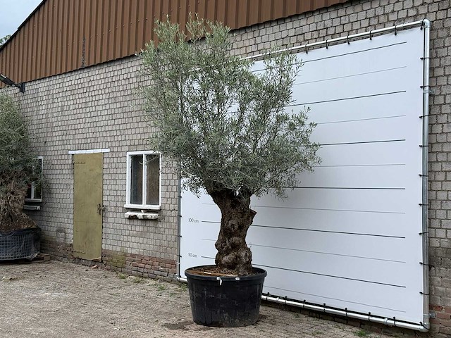 Olijfboom bonsai - olea europaea - ca. 80 jaar oud - hoogte ca. 280 cm - afbeelding 1 van  3