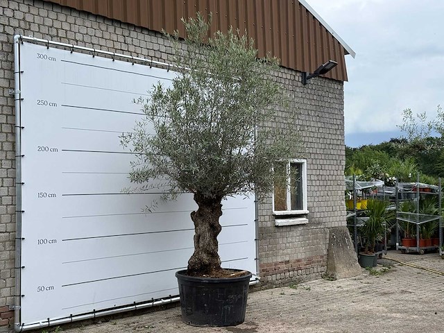 Olijfboom bonsai - olea europaea - ca. 80 jaar oud - hoogte ca. 280 cm - afbeelding 2 van  3