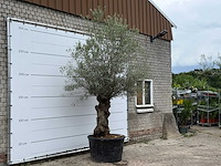 Olijfboom bonsai - olea europaea - ca. 80 jaar oud - hoogte ca. 280 cm - afbeelding 2 van  3