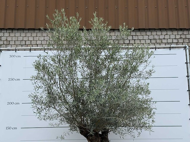 Olijfboom bonsai - olea europaea - ca. 80 jaar oud - hoogte ca. 280 cm - afbeelding 3 van  3