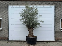 Olijfboom bonsai - olea europaea - ca. 80 jaar oud - hoogte ca. 280 cm