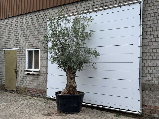 Olijfboom bonsai - olea europaea - ca. 80 jaar oud - hoogte ca. 280 cm - afbeelding 2 van  6