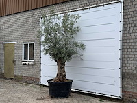 Olijfboom bonsai - olea europaea - ca. 80 jaar oud - hoogte ca. 280 cm - afbeelding 2 van  6