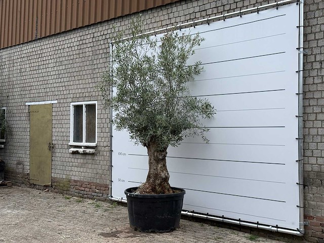 Olijfboom bonsai - olea europaea - ca. 80 jaar oud - hoogte ca. 280 cm - afbeelding 3 van  6