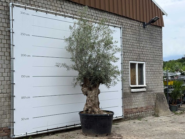 Olijfboom bonsai - olea europaea - ca. 80 jaar oud - hoogte ca. 280 cm - afbeelding 4 van  6