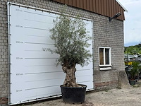 Olijfboom bonsai - olea europaea - ca. 80 jaar oud - hoogte ca. 280 cm - afbeelding 4 van  6
