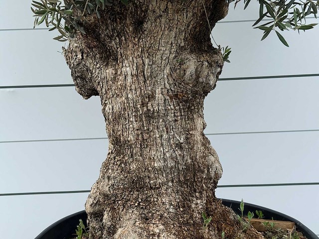 Olijfboom bonsai - olea europaea - ca. 80 jaar oud - hoogte ca. 280 cm - afbeelding 5 van  6