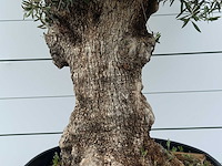 Olijfboom bonsai - olea europaea - ca. 80 jaar oud - hoogte ca. 280 cm - afbeelding 5 van  6