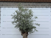 Olijfboom bonsai - olea europaea - ca. 80 jaar oud - hoogte ca. 280 cm - afbeelding 6 van  6