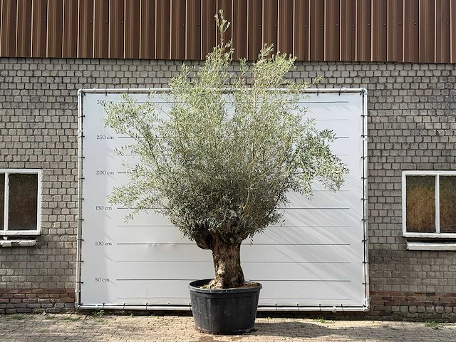 Olijfboom bonsai - olea europaea - ca. 80 jaar oud - hoogte ca. 280 cm - afbeelding 1 van  5