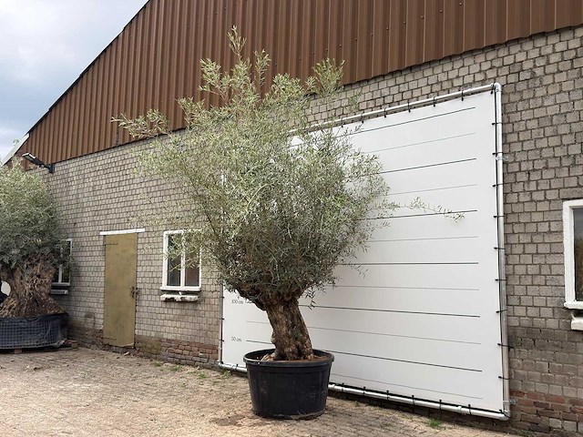 Olijfboom bonsai - olea europaea - ca. 80 jaar oud - hoogte ca. 280 cm - afbeelding 2 van  5
