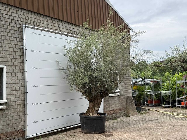 Olijfboom bonsai - olea europaea - ca. 80 jaar oud - hoogte ca. 280 cm - afbeelding 3 van  5