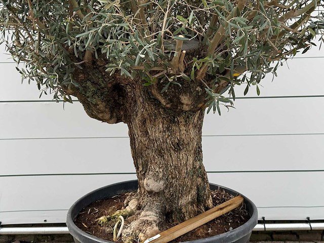 Olijfboom bonsai - olea europaea - ca. 80 jaar oud - hoogte ca. 280 cm - afbeelding 4 van  5