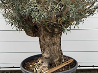 Olijfboom bonsai - olea europaea - ca. 80 jaar oud - hoogte ca. 280 cm - afbeelding 4 van  5