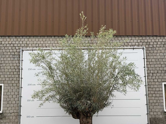 Olijfboom bonsai - olea europaea - ca. 80 jaar oud - hoogte ca. 280 cm - afbeelding 5 van  5