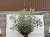 Olijfboom bonsai - olea europaea - ca. 80 jaar oud - hoogte ca. 280 cm - afbeelding 5 van  5