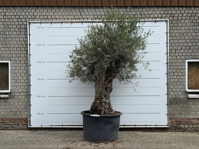 Olijfboom bonsai - olea europaea - ca. 80 jaar oud - hoogte ca. 280 cm - afbeelding 1 van  5