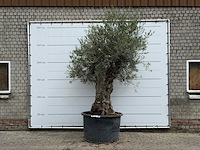 Olijfboom bonsai - olea europaea - ca. 80 jaar oud - hoogte ca. 280 cm - afbeelding 1 van  5