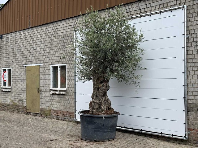 Olijfboom bonsai - olea europaea - ca. 80 jaar oud - hoogte ca. 280 cm - afbeelding 2 van  5