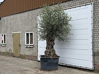 Olijfboom bonsai - olea europaea - ca. 80 jaar oud - hoogte ca. 280 cm - afbeelding 2 van  5